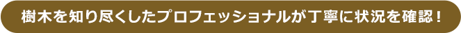 樹木を知り尽くしたプロフェッショナルが丁寧に状況を確認!