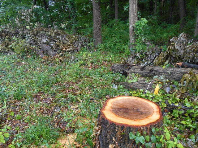 杉の伐採はお得にできるケースもあります！当てはまるかどうか確認してみましょう