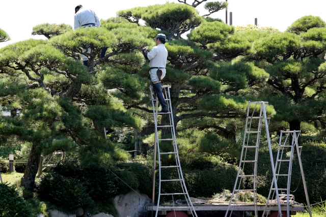 植木の枝を切るなら、この道具がおすすめ！