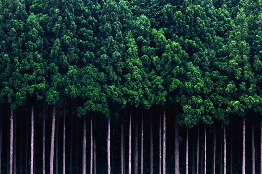 春に悩まされる花粉症は杉を伐採すればなくなる？原因と対策の現状