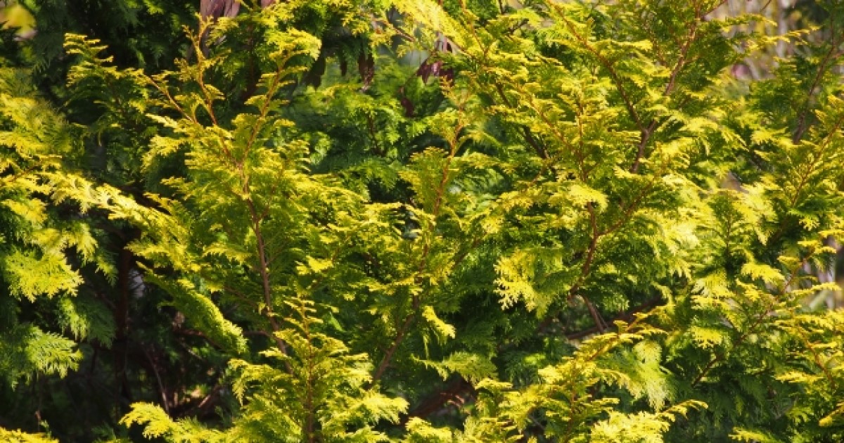 チャボヒバの育て方と2大剪定スタイル｜庭木によくあるお悩み解決