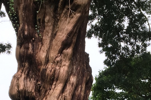 病害虫の被害にあうことがある