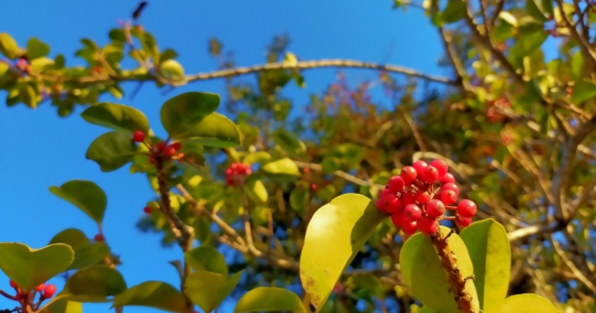 寿命のもちの木をトラブルなく伐採する3つのポイント