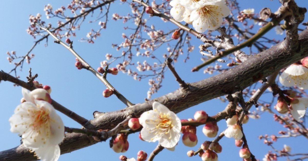 梅の木に害虫が発生！注意するべき虫の種類と効果的な駆除・予防方法