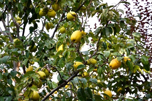 カリンが被害にあいやすい害虫