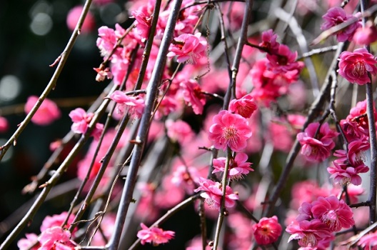 しだれ梅の剪定【地植え】