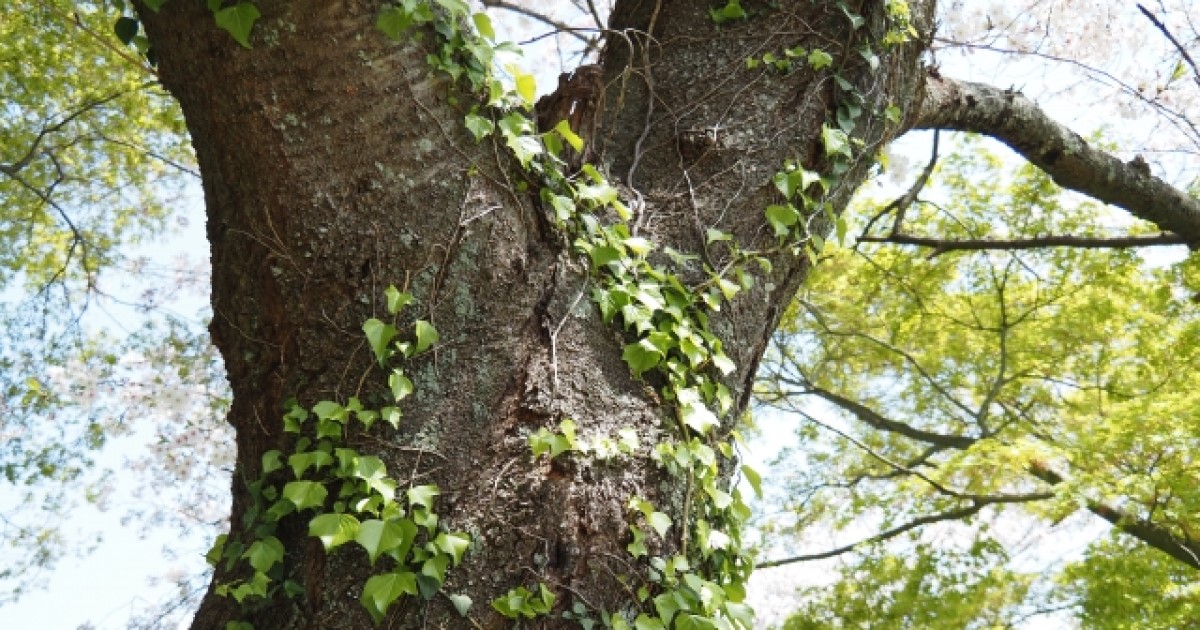 木の病気の原因とは？根・葉・幹など部位別に症状をチェックしよう！