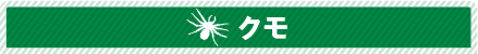 クモ