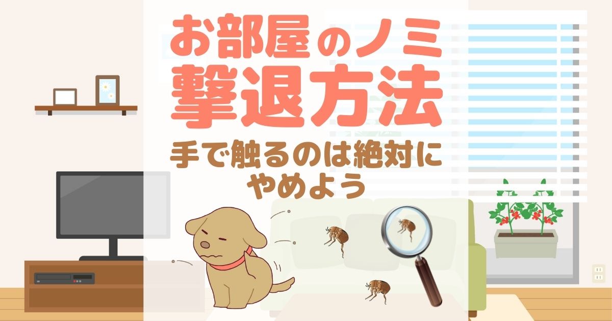 お部屋のノミ　撃退方法 手で触るのは絶対にやめよう