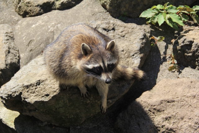 アライグマを駆除する方法