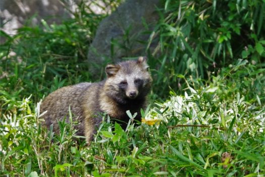 たぬきは人間の生活に被害を与える危険な動物！？