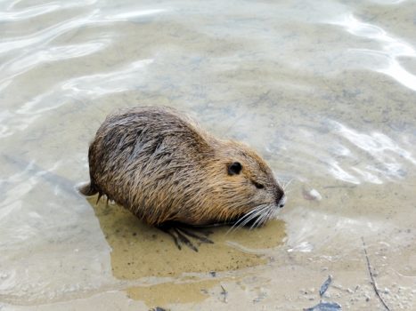 ヌートリアは害獣か？駆除しても繁殖し続けるヌートリアの生態と対策