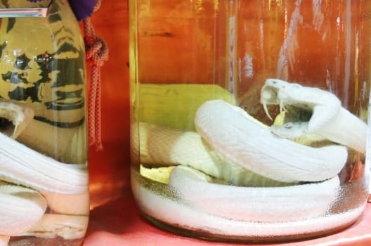 ハブという蛇の生態と毒性について【沖縄周辺に生息する攻撃的な蛇】