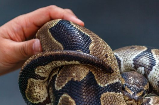 ヘビが人を噛むのはなぜ？噛まれない方法と危険なヘビの種類