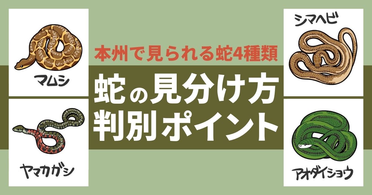 【画像あり】蛇の種類と見分け方｜本州でよく見られる4種類の特徴