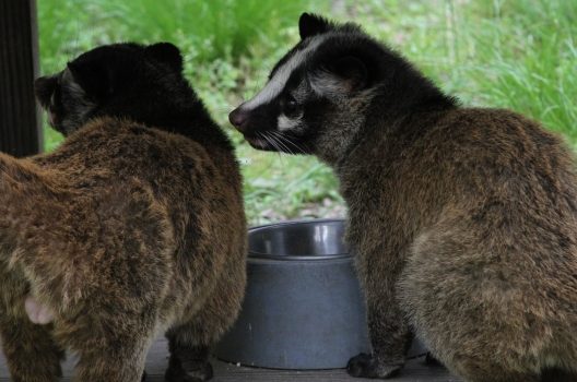 ハクビシンはペットにできる？