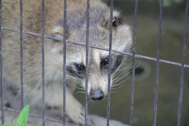 アライグマによる被害