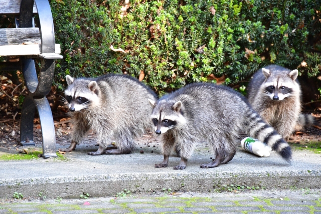 アライグマの写真