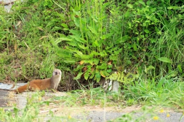 テンの退治方法は2つ