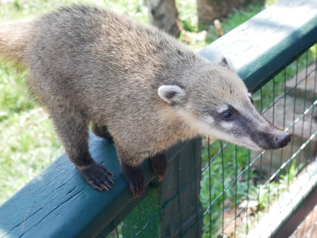 アナグマ