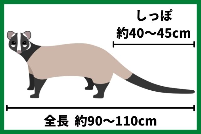 ハクビシンの大きさ