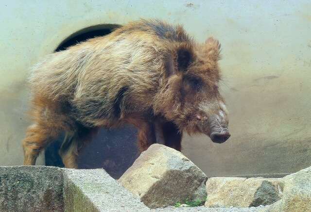 大型獣