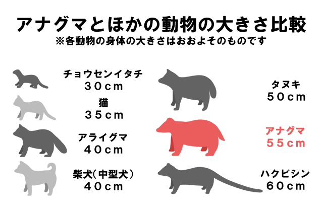 アナグマとほかの動物の大きさ比較