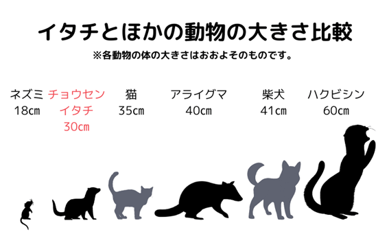 イタチとほかの動物の大きさ比較