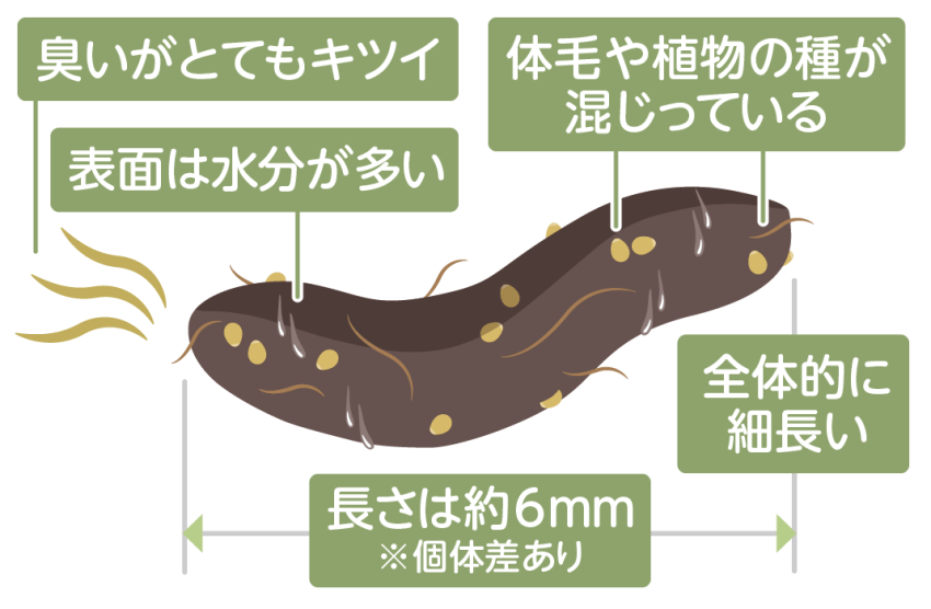 イタチのフンの特徴