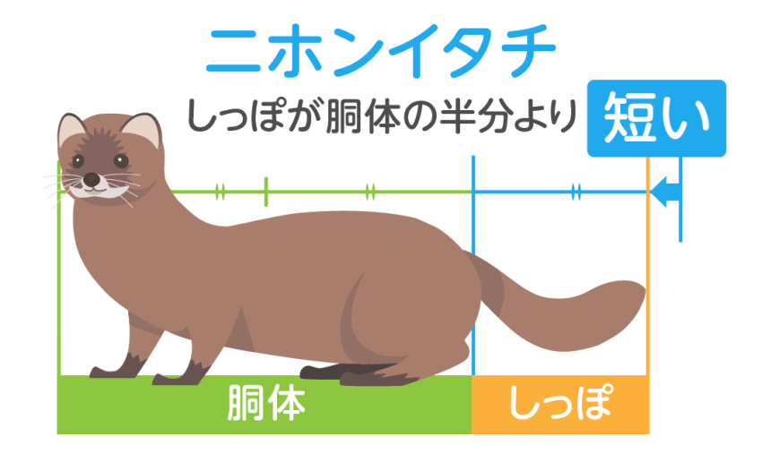 ニホンイタチの見た目