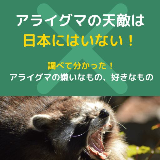 アライグマの天敵は日本にいない!?生息地域と防除
