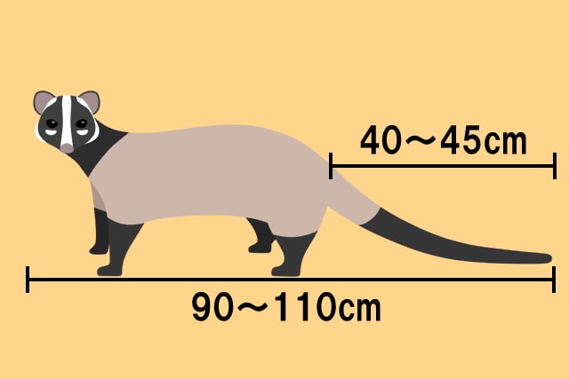 ハクビシンの見た目
