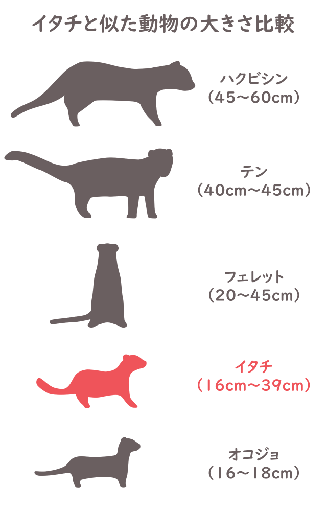 イタチ比較