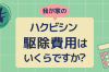 ハクビシン駆除費用はいくらですか？