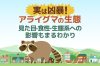 本当は怖いアライグマの生態！被害を防ぐために知るべき特徴や習性