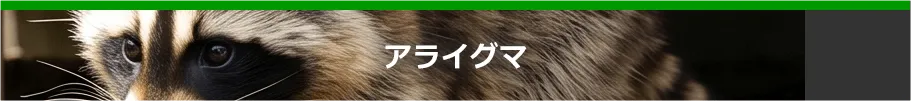 アライグマ