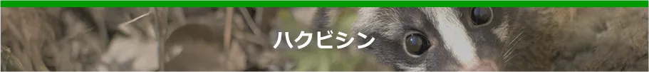 ハクビシン