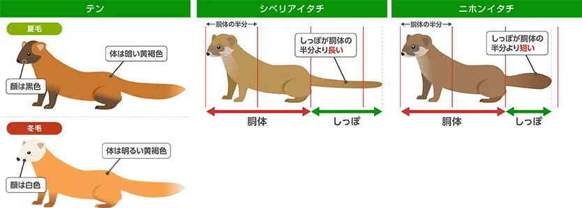 イタチの姿と特徴
