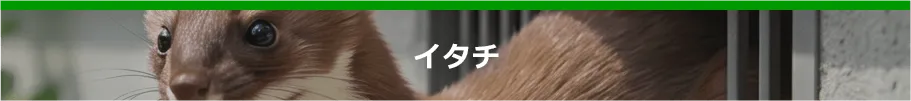 イタチ