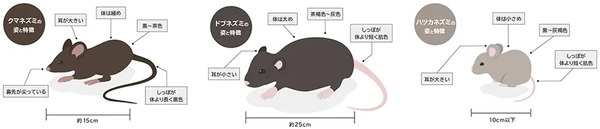 ねずみの姿と特徴