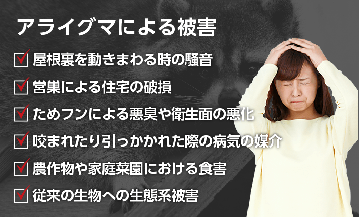 アライグマによる被害 ・屋根裏を動きまわる時の騒音 ・営巣による住宅の破損 ・ためフンによる悪臭や衛生面の悪化 ・咬まれたり引っかかれた際の病気の媒介 ・農作物や家庭菜園における食害 ・従来の生物への生態系被害