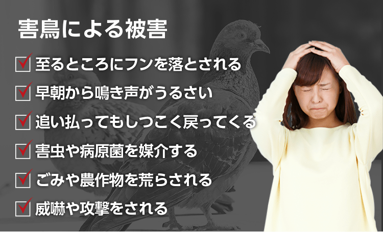 至るところにフンを落とされる 早朝から鳴き声がうるさい 追い払ってもしつこく戻ってくる 害虫や病原菌を媒介する ごみや農作物を荒らされる 威嚇や攻撃をされる