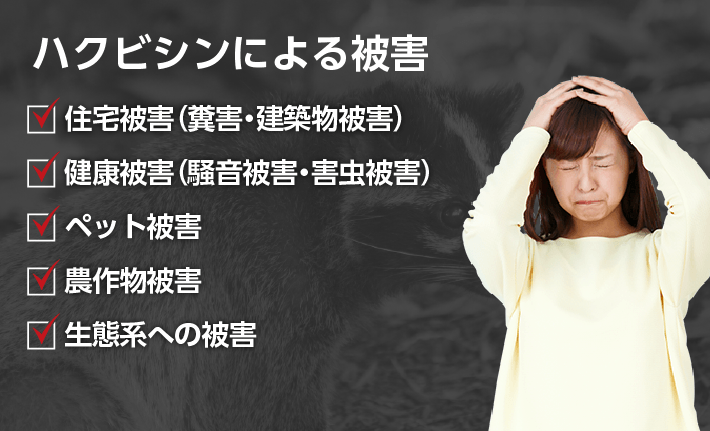 ハクビシンによる被害 ・住宅被害（糞害・建築物被害） ・健康被害（騒音被害・害虫被害） ・ペット被害 ・農作物被害 ・生態系への被害