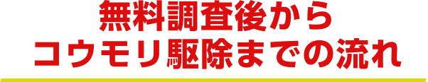 無料調査後からコウモリ駆除までの流れ