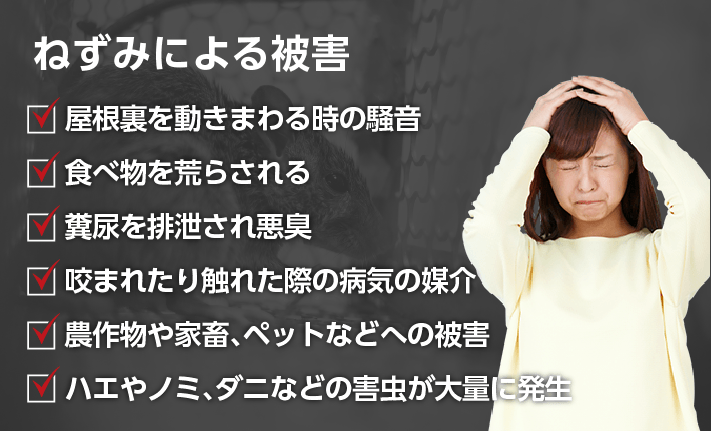 ねずみによる被害 ・屋根裏を動きまわる時の騒音 ・食べ物を荒らされる ・糞尿を排泄され悪臭 ・咬まれたり触れた際の病気の媒介 ・農作物や家畜、ペットなどへの被害 ・ハエやノミ、ダニなどの害虫が大量に発生