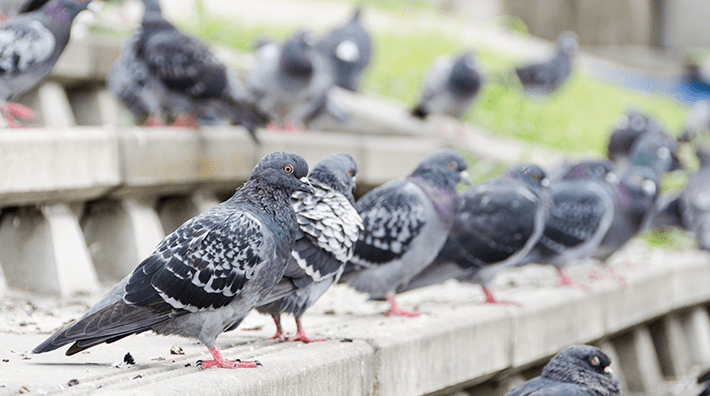 害鳥の写真