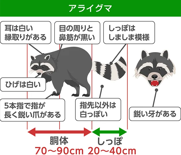 アライグマの姿と特徴