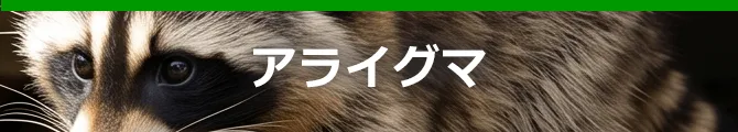 アライグマ