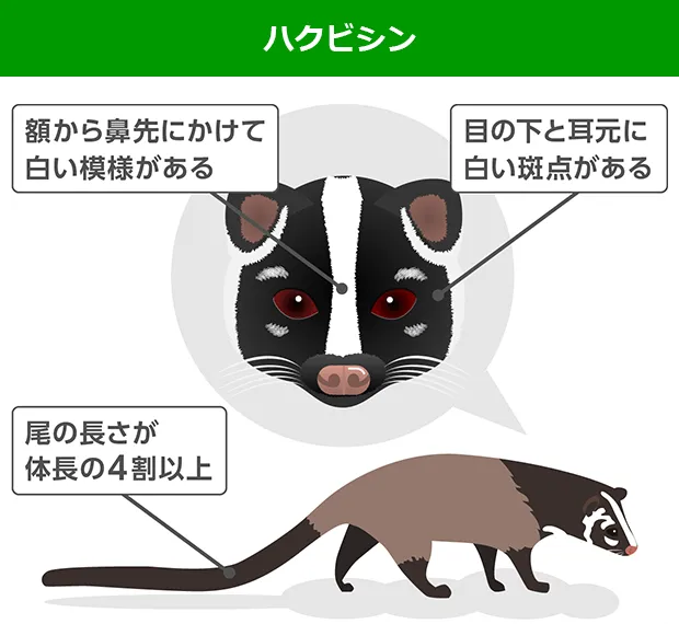 ハクビシンの姿と特徴