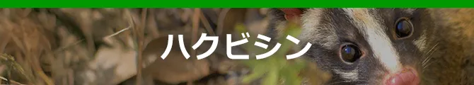 ハクビシン